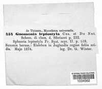 Gnomonia leptostyla image